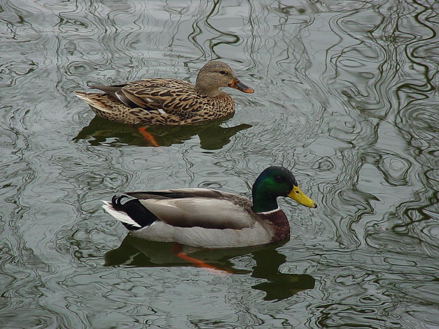 Swimming Mallards Photo Photograph by Pour Your heART Out Artworks