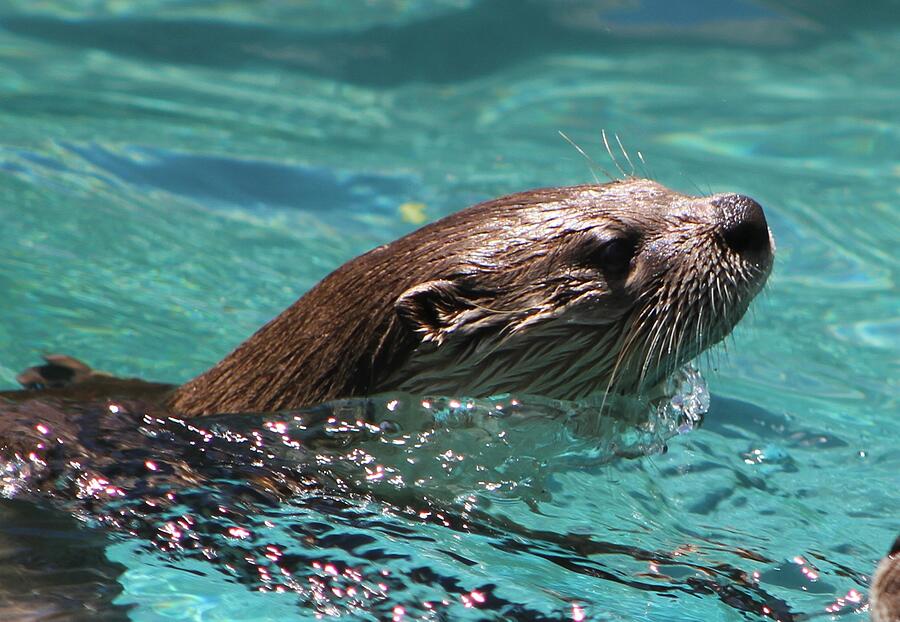 Wildlife Photograph - Swimming Otter #1 by Brittney Powers