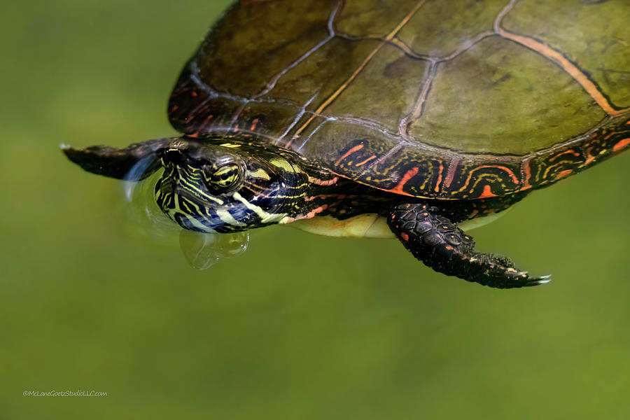 Swimming Painted Turtle Photograph by LeeAnn McLaneGoetz ...