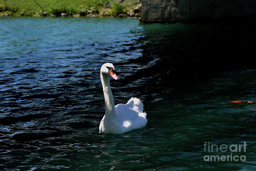 Swimming Swan #1 Photograph by Bailey Maier