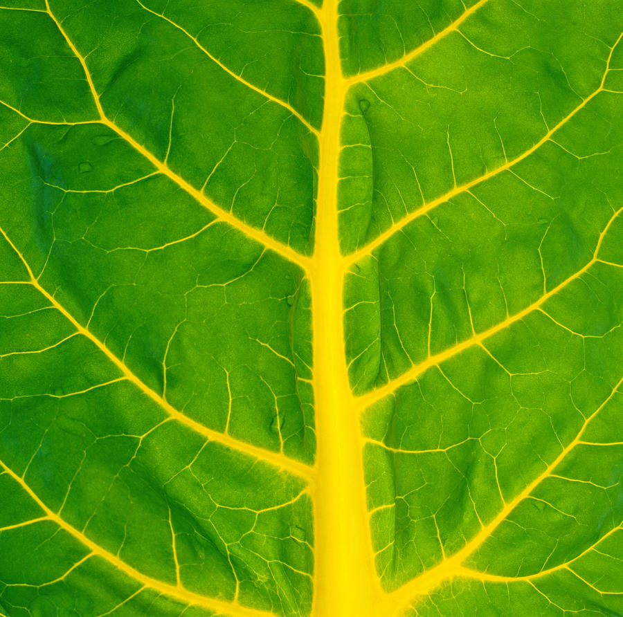 Swiss chard leaf, detail #1 Photograph by Chad Baker/Jason Reed/Ryan McVay