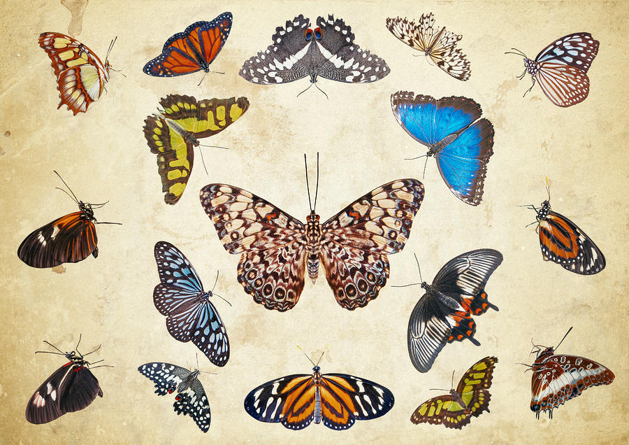 Symmetrical display of a group of butterflies #1 Photograph by Matt Walford