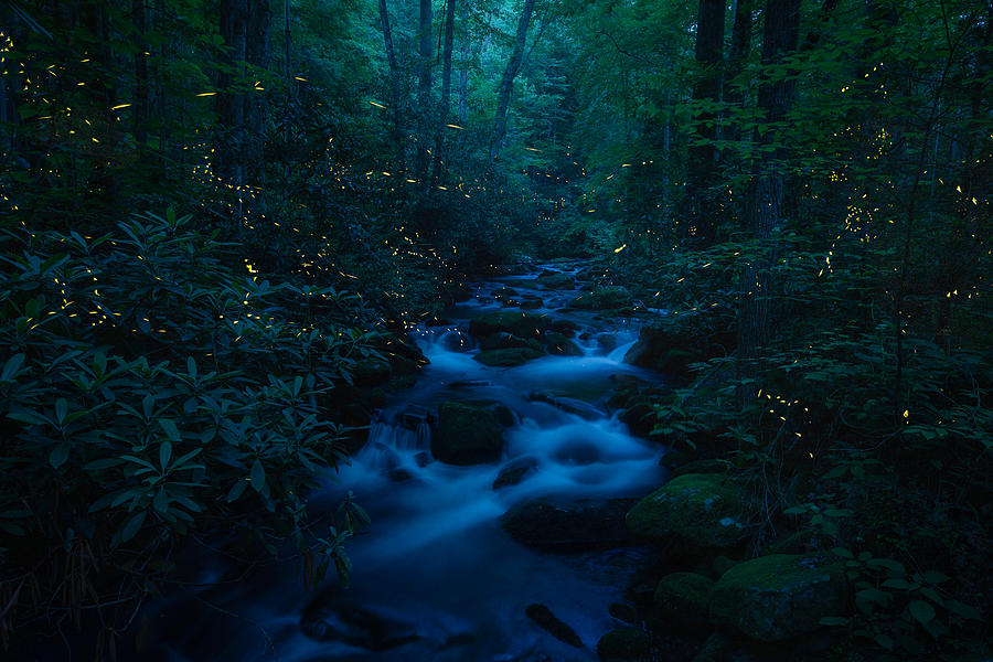 Synchronous Fireflies of the Smokies Photograph by JW Photography