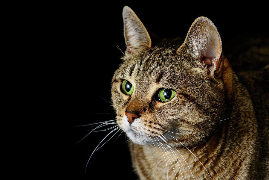 Tabby Cat Portrait #1 Photograph by Douglas Allen Tabby Cat Portrait #1 Photograph by Douglas Allen