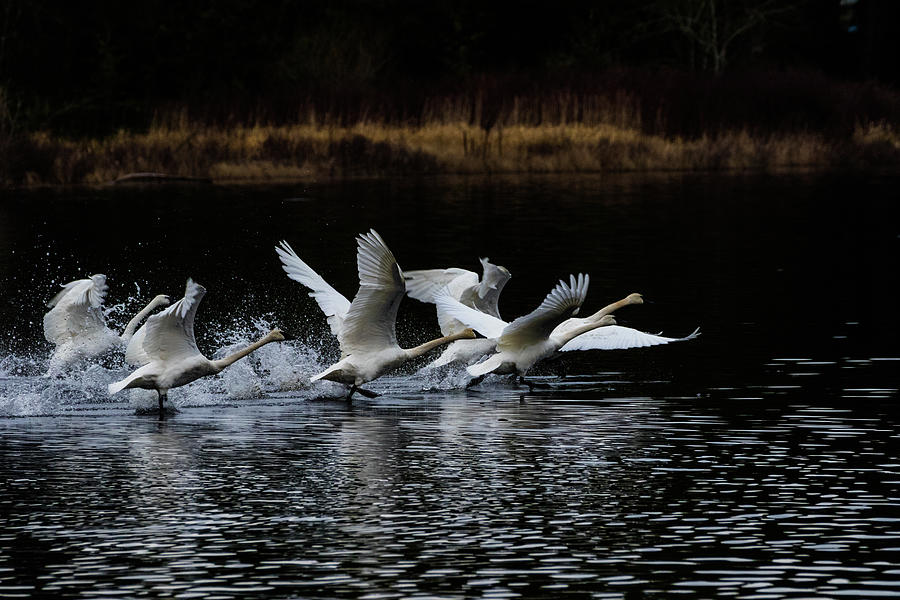 Take off #1 Photograph by Michelle Pennell