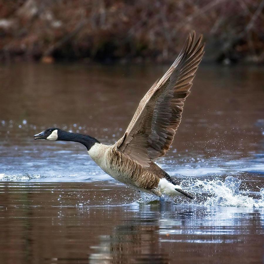 Goose Photograph - Takeoff by Matthew Adelman