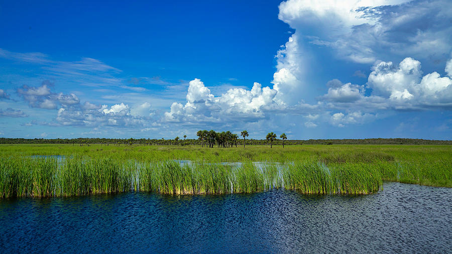 Tamiami Trail 2020 Photograph by Joey Waves - Fine Art America