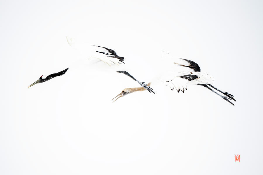 Tancho crane Photograph by Yoshiki Nakamura