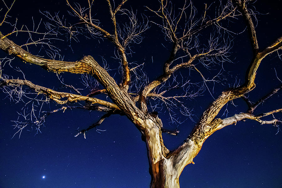 Taos Tree at Night with Stars and Venus Photograph by Elijah Rael