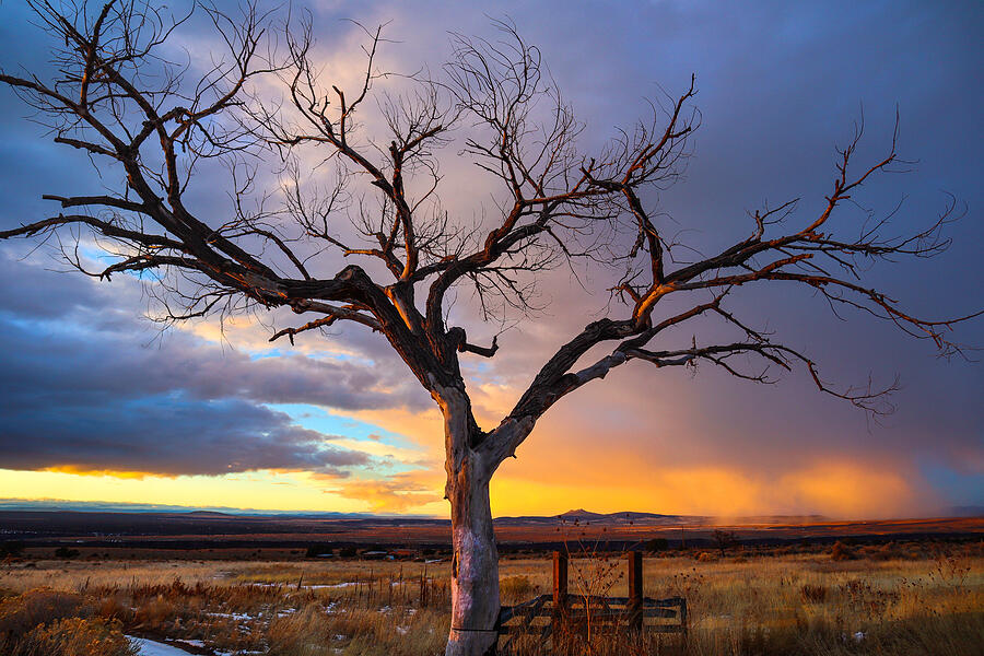 Taos Welcome Tree #1 Photograph by Elijah Rael
