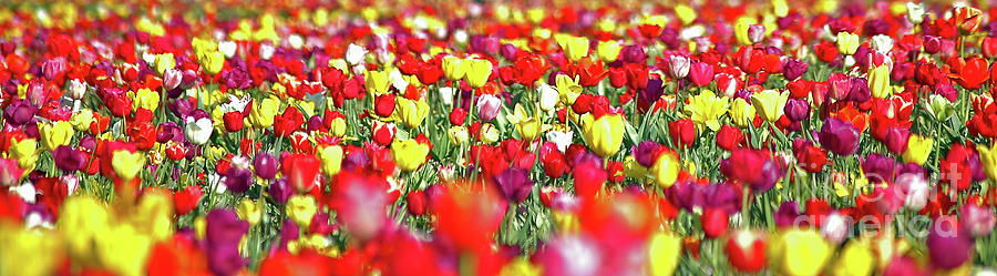 Tapestry Of Tulips #2 Photograph by Nick Boren