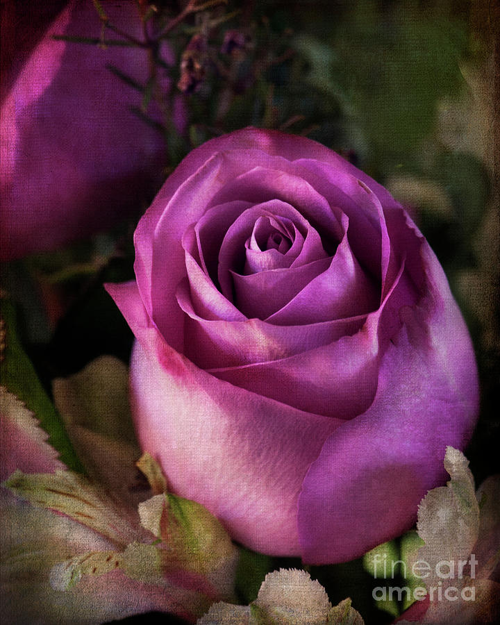 Tapestry Rose #2 Photograph by Joan Bertucci