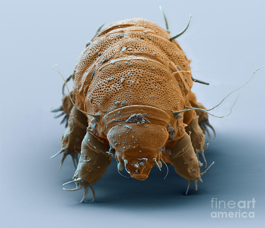 Tardigrade #1 Photograph by Eye of Science