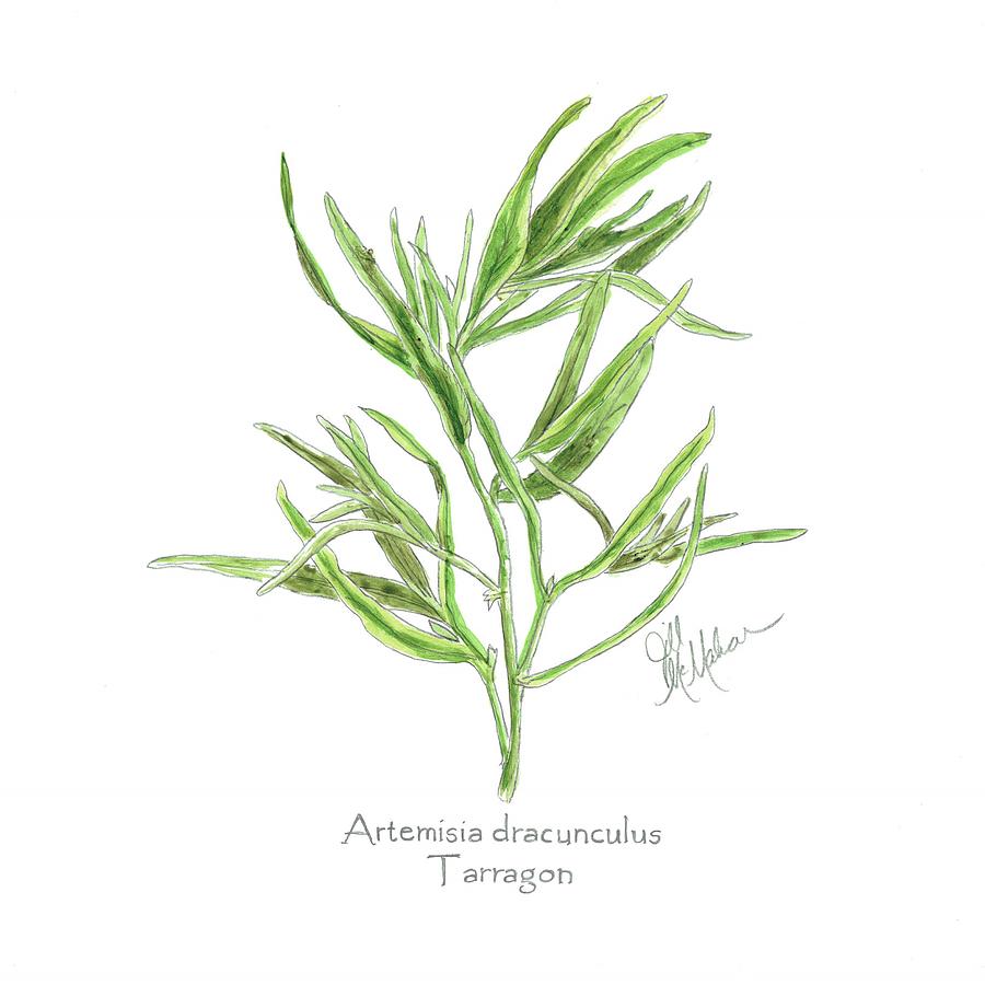 Tarragon Drawing by Jill McMahon Fine Art America