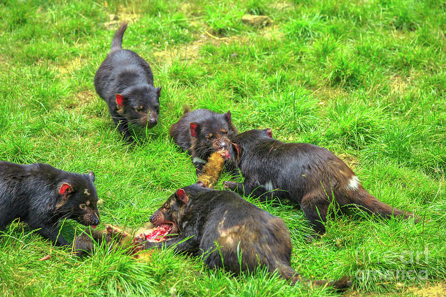 Tasmanian Devil feeding #1 Photograph by Benny Marty