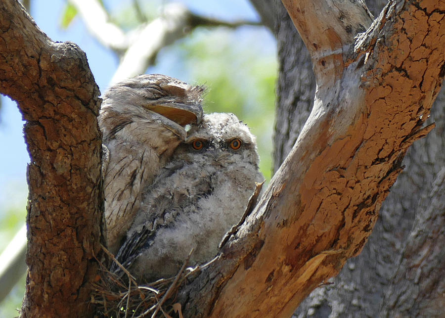 Tawny Frogmouth Cuddle Photograph by Maryse Jansen