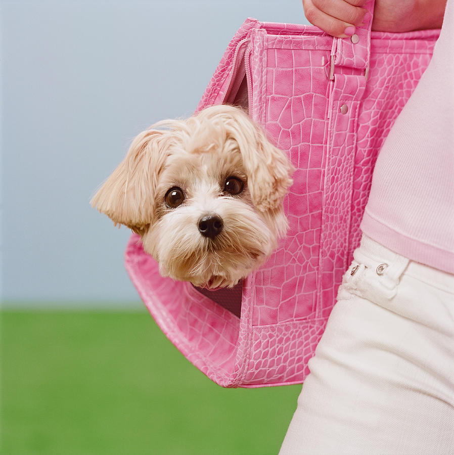 Teenage girl (16-17) carrying Maltese-Poodle mix breed dog in pink carrier, close-up #1 Photograph by GK Hart/Vikki Hart