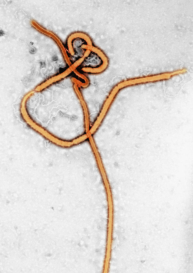 TEM of Ebola virus #1 Photograph by Callista Images