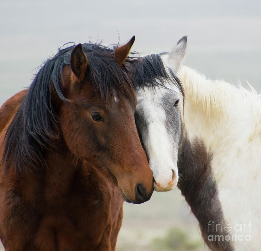 Tender Moment Photograph by Nicole Markmann Nelson - Fine Art America