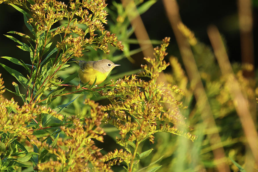 Tennessee Warbler #1 Photograph by Brook Burling