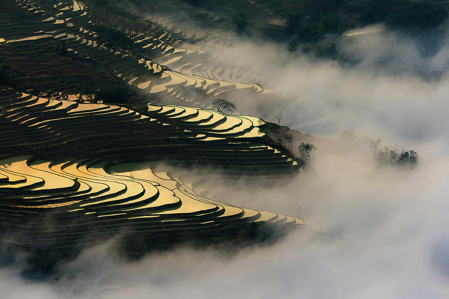 Terraced rice field #1 Photograph by Jason KS Leung