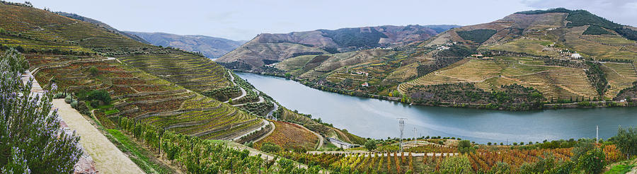 Terraced vineyards in autumn #1 Photograph by OGphoto