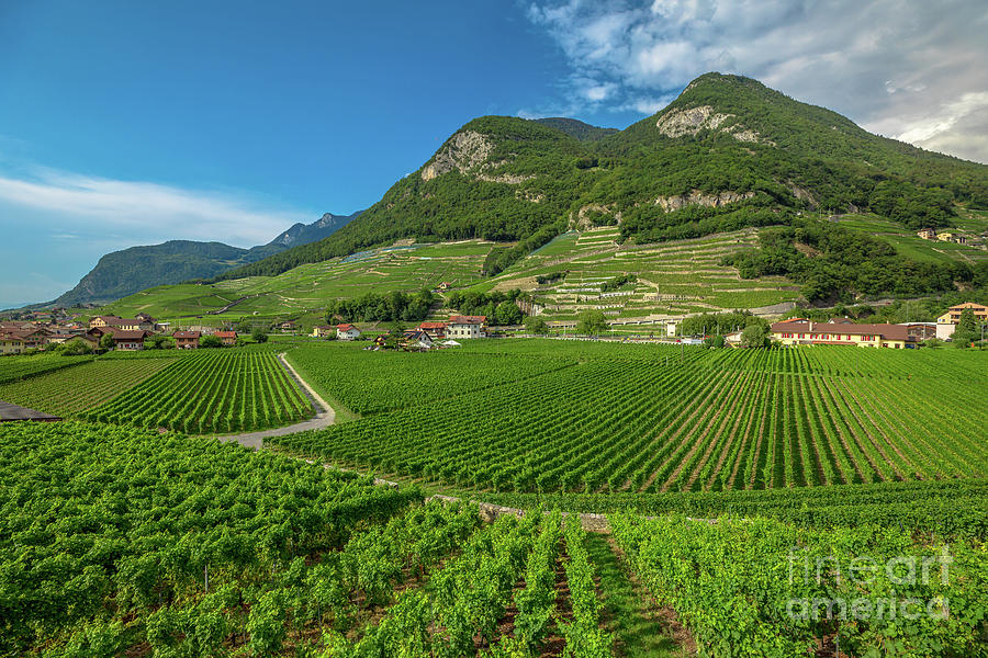 Terraced vineyards Switzerland #1 Photograph by Benny Marty