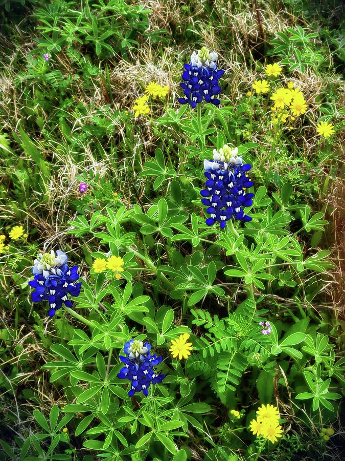 Texas Bluebonnets  #1 Photograph by Ally White