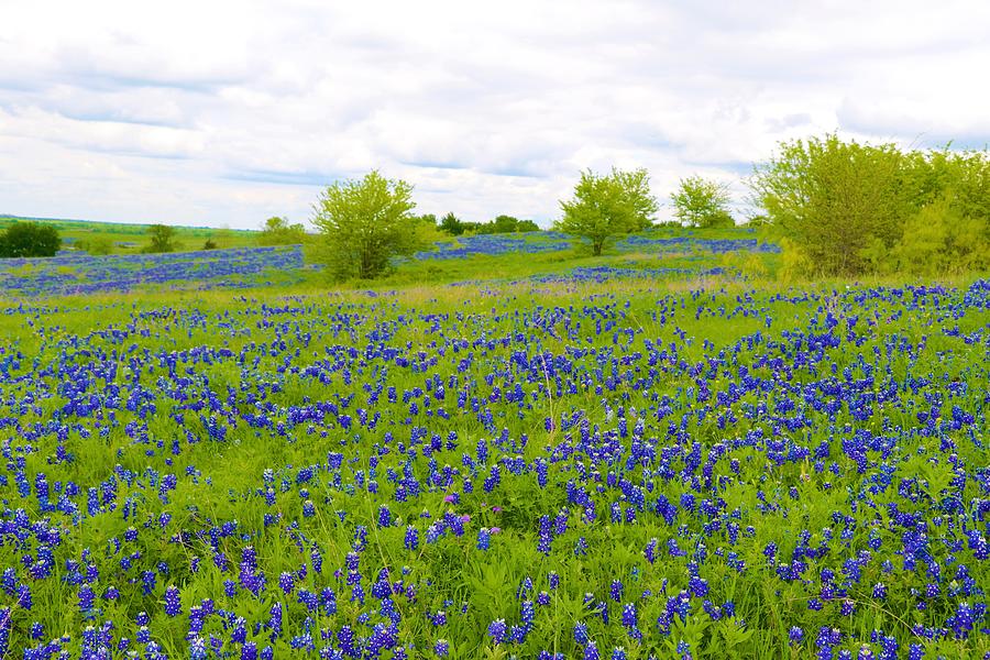 Texas Bluebonnets in a Field of Blue Photograph by Sandra Kent - Fine ...