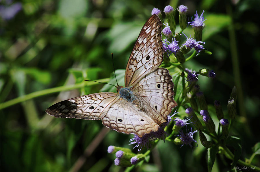 Texas Butterfly Photograph