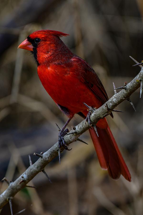 Texas Cardinal Photograph by Dwight Eddington - Fine Art America