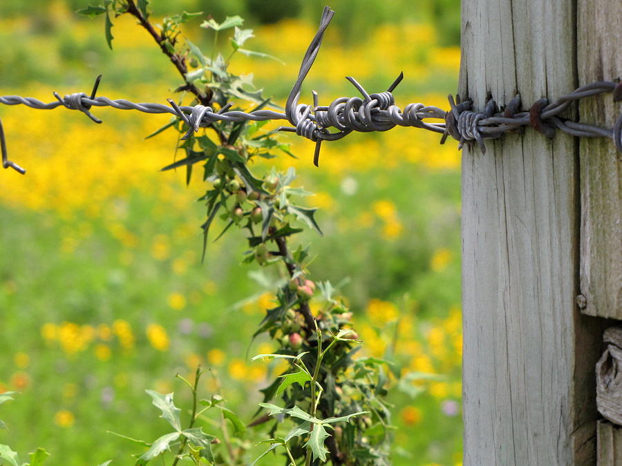Texas Flowers and Barbed Wire #1 Photograph by Don Varney