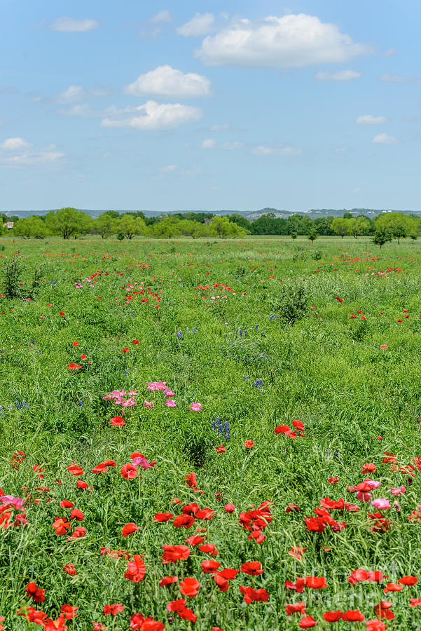 Texas Hill Country in Bloom #1 Photograph by Thomas R Fletcher