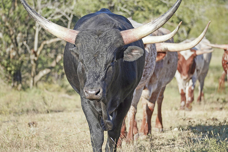 Texas longhorn bull #1 Photograph by Cathy Valle