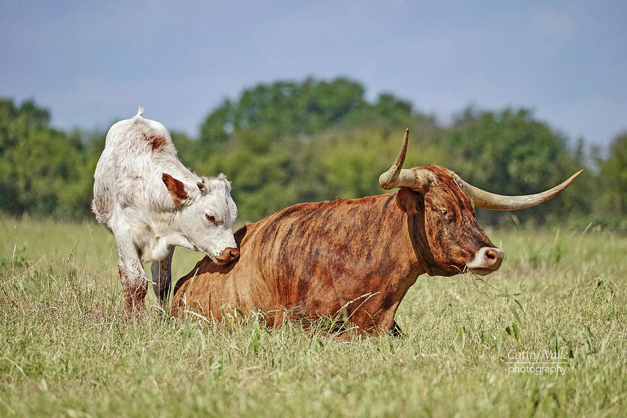 Texas longhorn cow and calf #1 Photograph by Cathy Valle