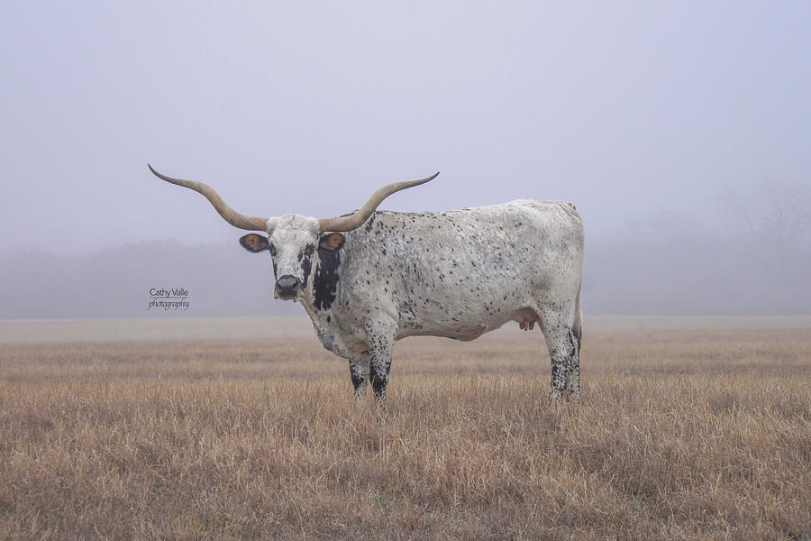 Texas longhorn cow print #1 Photograph by Cathy Valle