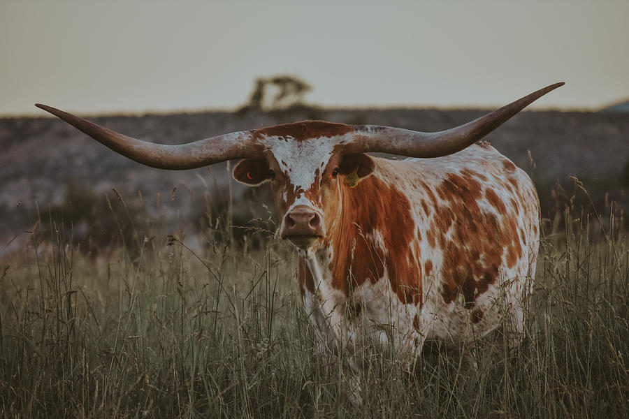 Texas Longhorn Cow Photograph By Riley Bradford Pixels