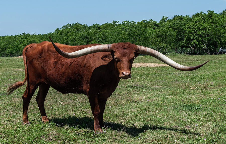 Texas Longhorn Photograph by Marc Wormser - Fine Art America