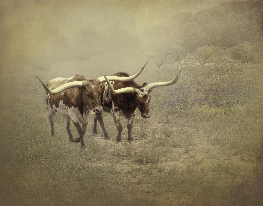 Texas Longhorns in Sepia #1 Photograph by David and Carol Kelly