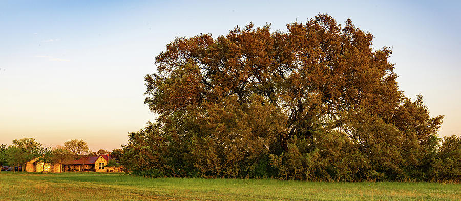 Texas Ranch Oak at Sunset #1 Photograph by Ron Long Ltd Photography