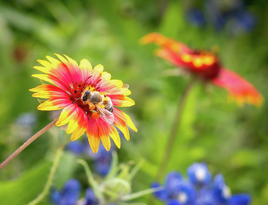 Texas Spring flower with bee #1 Photograph by Dean Ginther