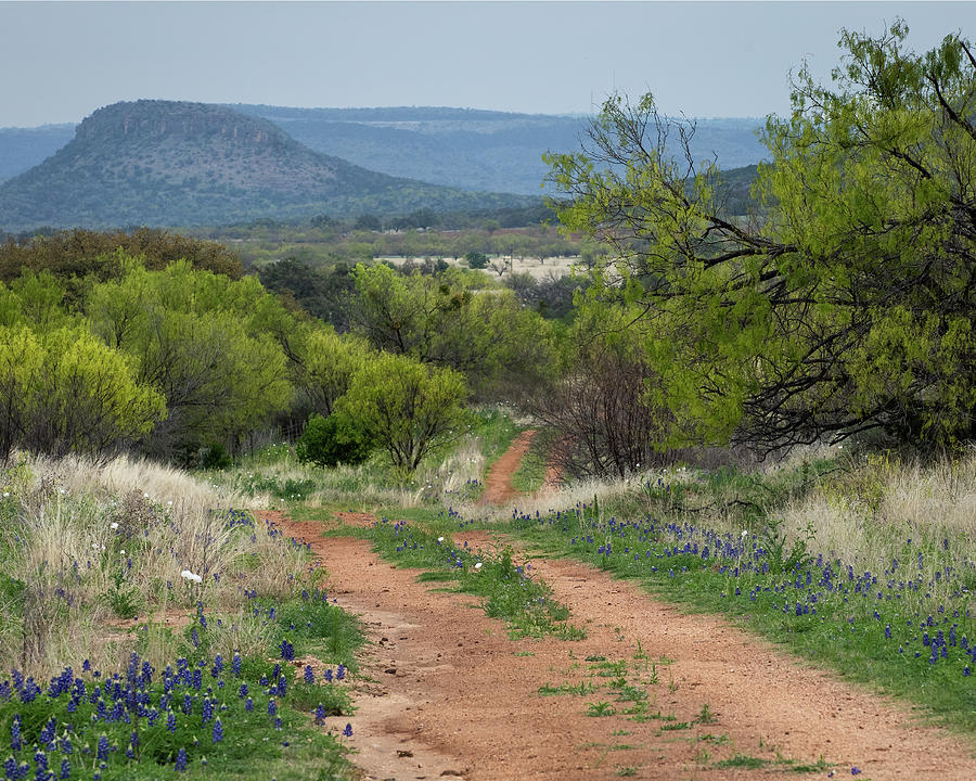 Texas Spring In The Hill Country Photograph by Harriet Feagin - Fine ...