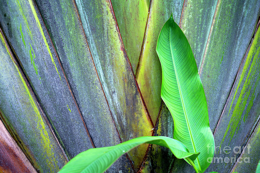 1 Plant of RAVENALA MADAGASCARIENSIS SONN. Plant