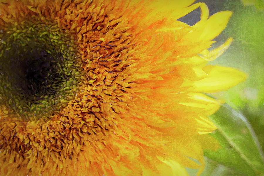 Textured Sunflower #1 Photograph by Deborah Penland