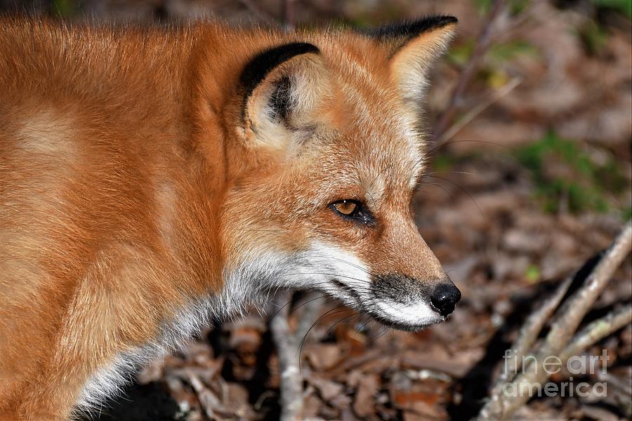 Red Fox #1 Photograph by Julie Adair