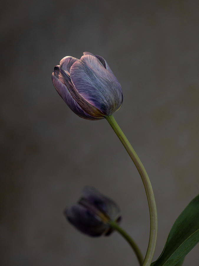 Two purple tulips about to open Photograph by Alessandra RC