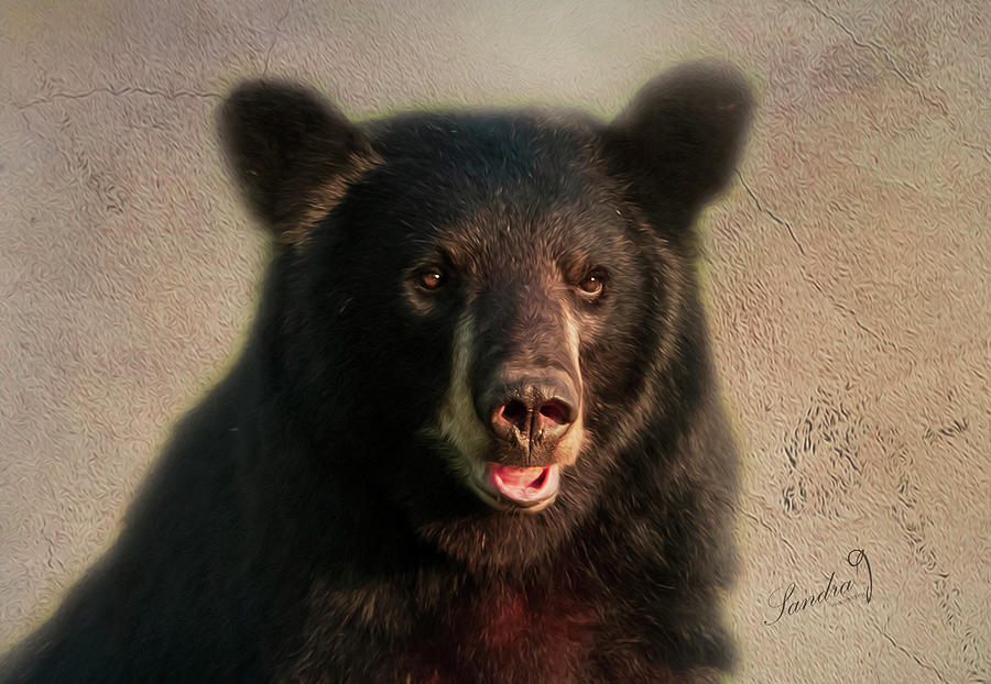 The American Black Bear #1 Photograph by Sandra Js