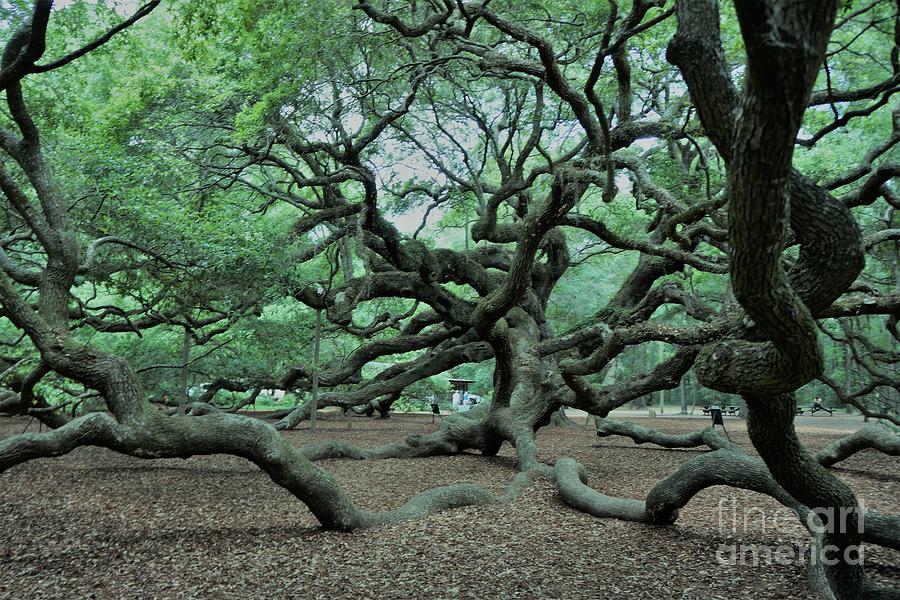 The Angel Oak Photograph by Groover Studios