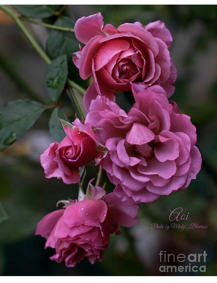 The Aqi rose Photograph by Kurt BROWN - Fine Art America