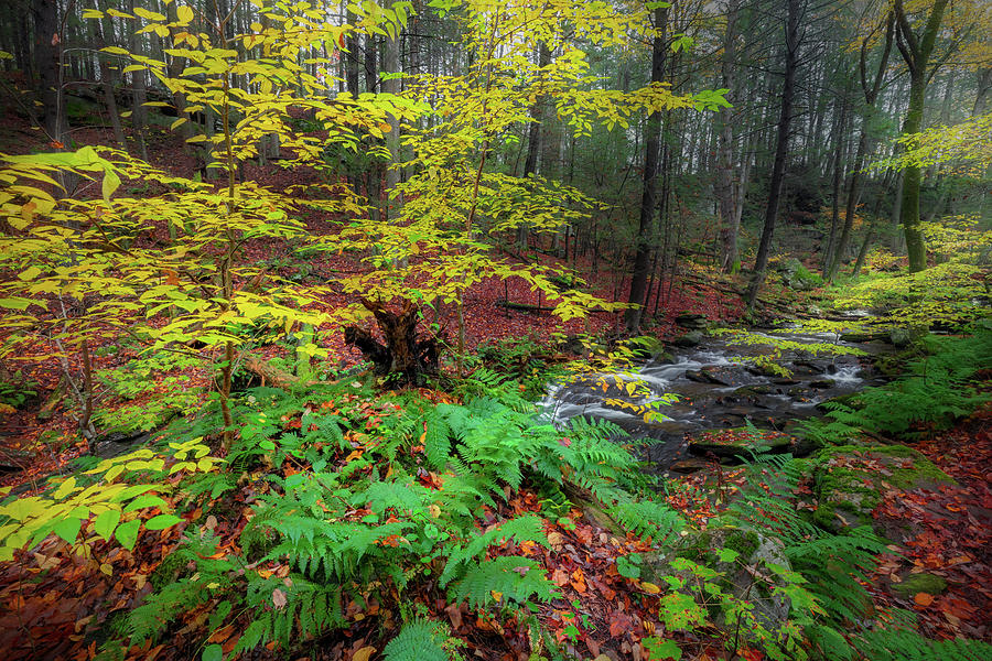 The Autumn Forest #1 Photograph by Bill Wakeley